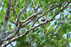 Notharchus hyperrhynchus