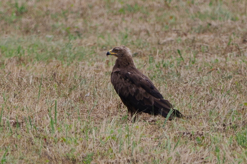 Lesser Spotted Eagle