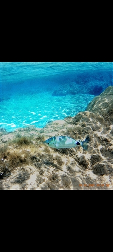 Saddled Seabream
