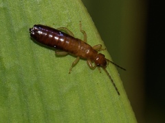 Forficula senegalensis