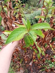 Melicope orbicularis