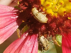 Trigonorhinus limbatus