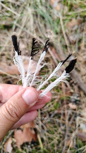 Plume de Traquet motteux