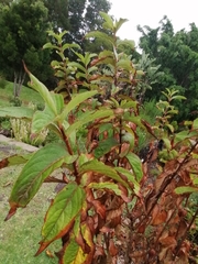 Melicope orbicularis