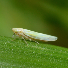 Dikraneura angustata