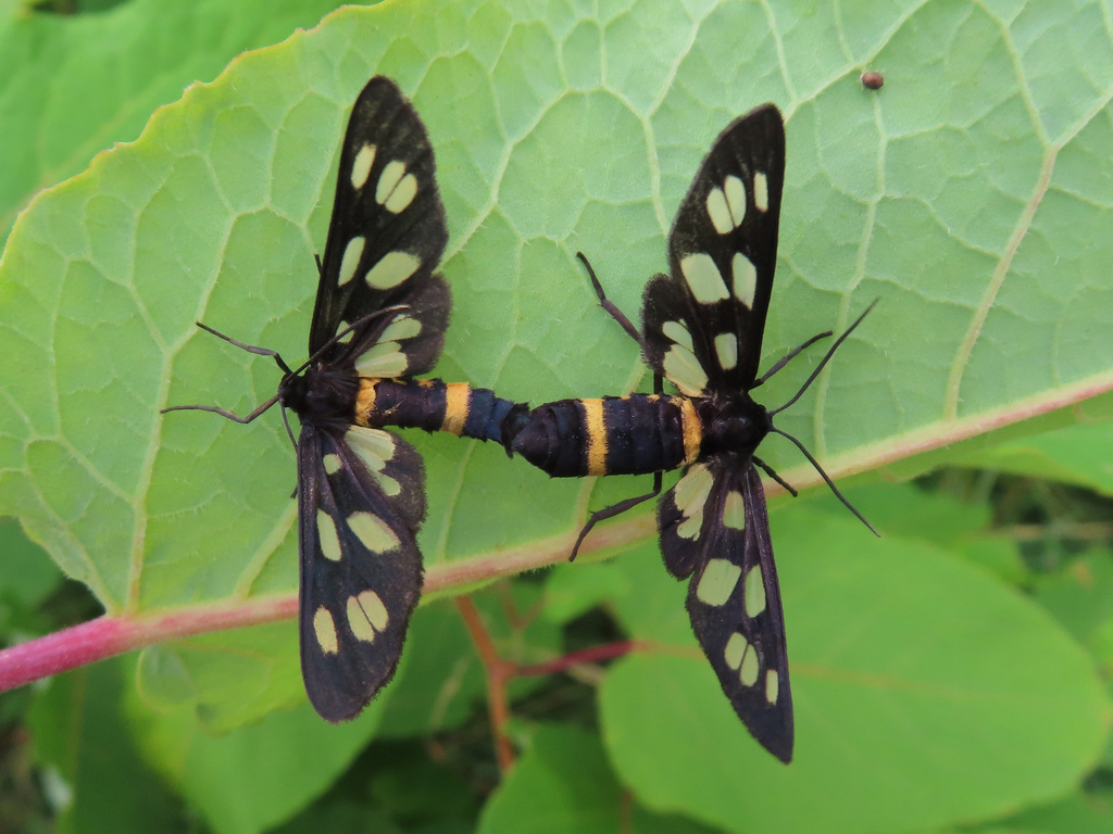 Japanese Nine-spotted Moth