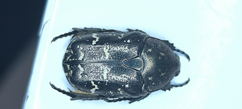 Protaetia brevitarsis