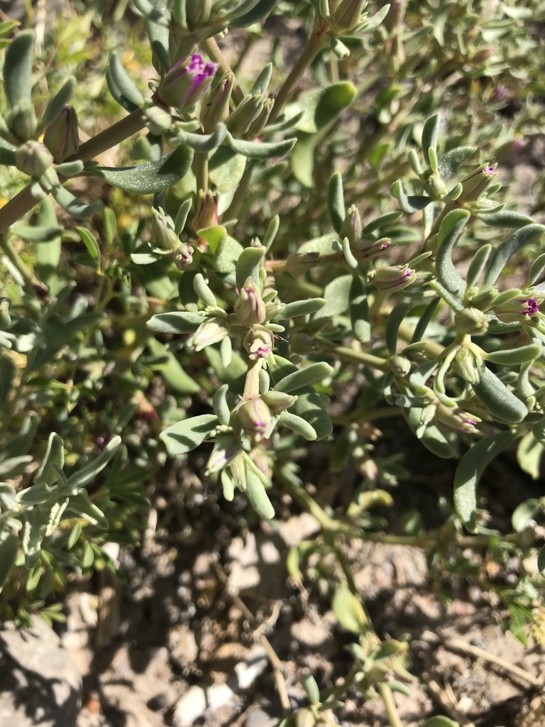 Sesuvium verrucosum Raf. 2