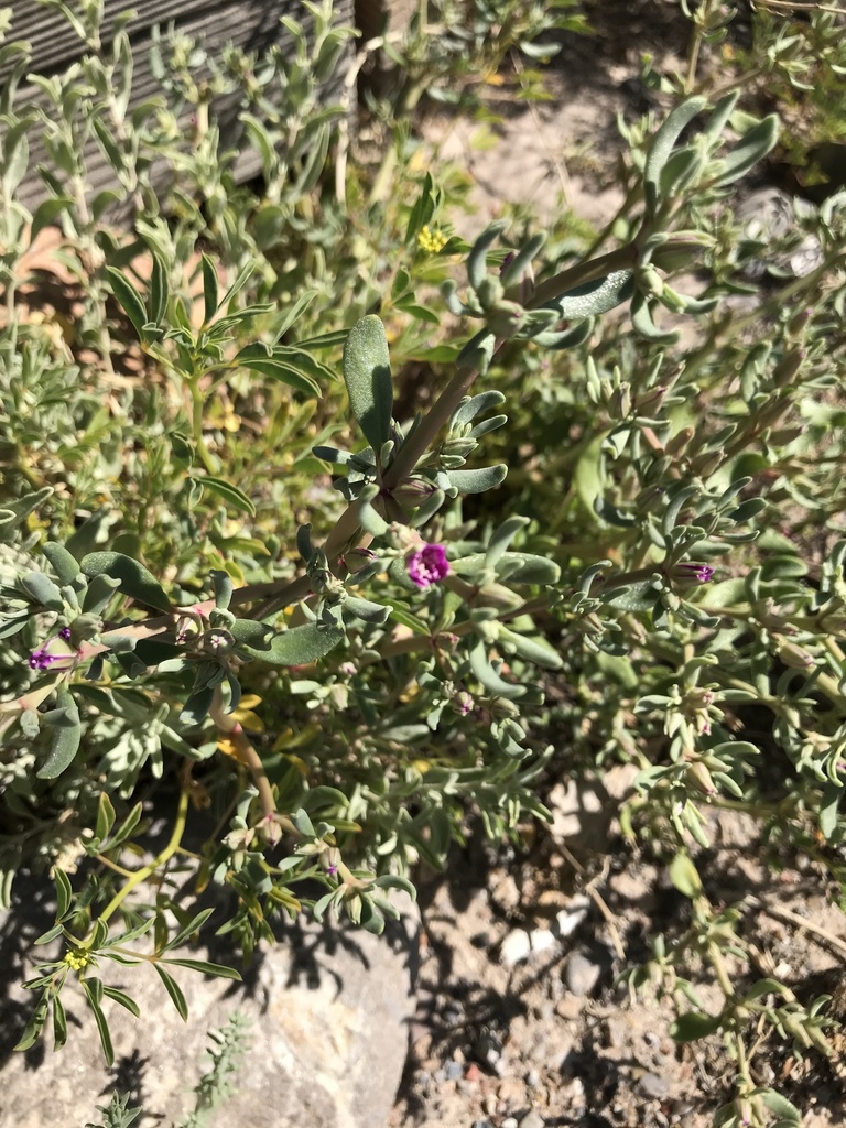 Sesuvium verrucosum Raf.