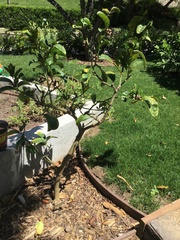 Citrus medica sarcodactylis