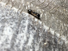 Camponotus werthi