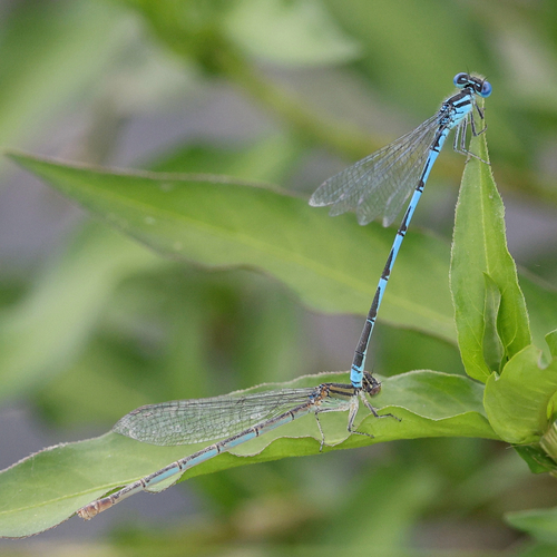 Goblet-marked Damselfly