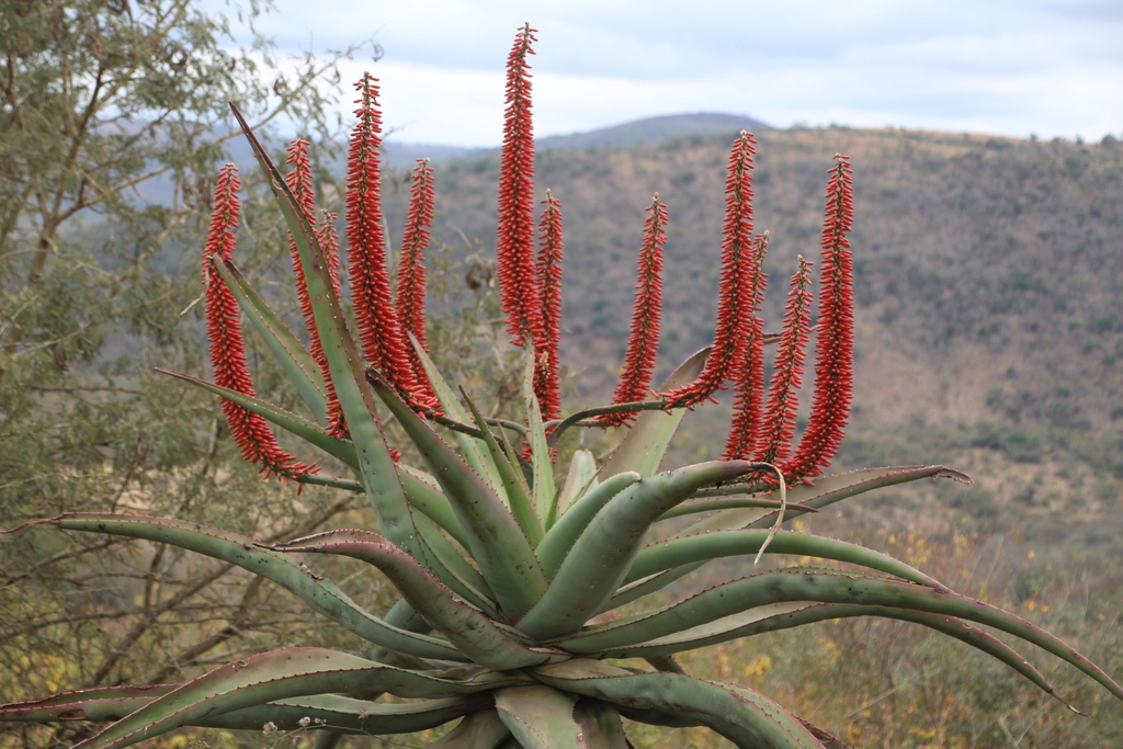 Aloe candelabrum; photograph author not stated, no rights reserved