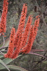 author not stated, no rights reserved Aloe candelabrum, photograph author not stated, no rights reserved