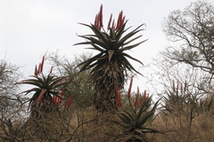 author not stated, no rights reserved Aloe candelabrum, photograph author not stated, no rights reserved