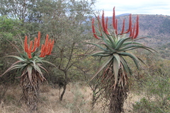 author not stated, no rights reserved Aloe candelabrum, photograph author not stated, no rights reserved