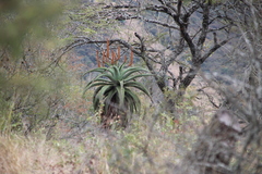 Aloe candelabrum, photograph author not stated, no rights reserved