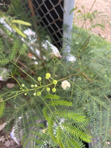 White leadtree