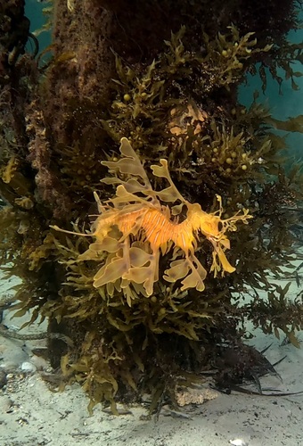 Leafy Seadragon