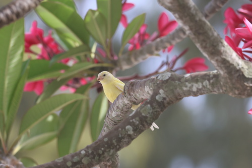 Serinus canaria observed 2026-06-28