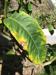Citrus medica sarcodactylis