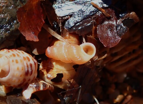 Truncatella guerinii observed 2026-07-13