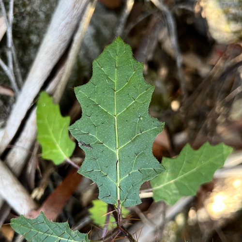 Solanum prinophyllum, photograph 6