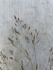 Agrostis hyemalis