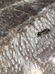 Camponotus werthi