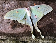 Actias selene