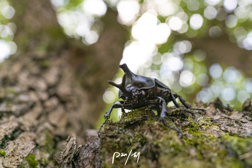 Allomyrina davidis