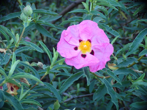 Representative image of Cistus