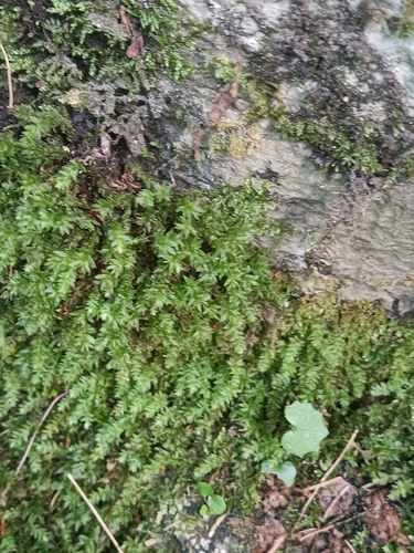 Mnium lycopodioides observed 2026-07-05