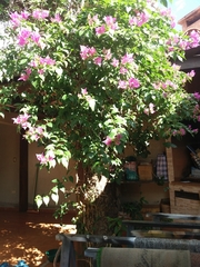 Bougainvillea