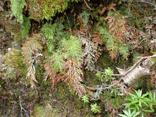 Abrodictyum strictum observed 2026-07-12