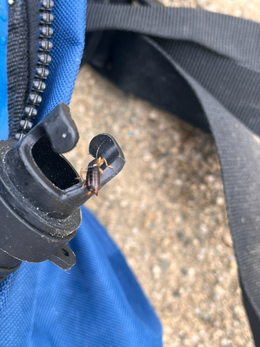 European Earwig