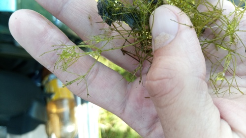 Nitella mucronata, 2026-07-11