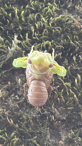 Common Cicada