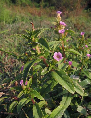 Limnophila aromatica