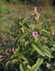Limnophila aromatica