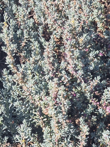 Suaeda vermiculata