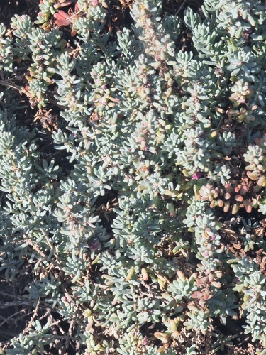 Suaeda vermiculata, photograph 2