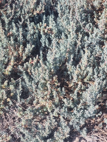 Suaeda vermiculata, photograph 3