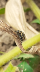 Epilachna paenulata