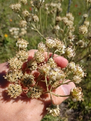 Hymenopappus carrizoanus