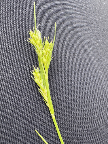 Carex leucochlora observed 2026-06-10