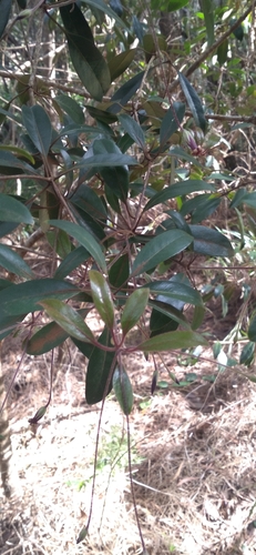 Pittosporum gracile observed 2026-07-12
