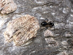 Camponotus werthi