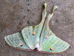 Actias selene