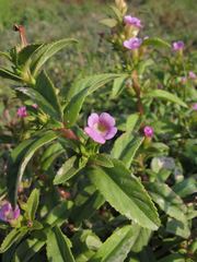 Limnophila aromatica